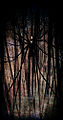 Thumbnail for version as of 23:38, 10 March 2012