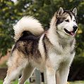 Kazuya's loyal dog, Jager.